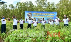 Dukung Ketahanan Pangan, Danlantamal XI Merauke dan Jajaran Gelar Panen Bersama