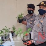 Dukung Program Kapolres Baubau, Polsek Mastim Adakan Kegiatan Budikdamber