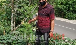 Akhirnya Uji Coba Tanaman Kelor Di Desa Rappolemba Berhasil Tumbuh