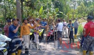 Basmi Hama, Warga Putepala Lakukan Perburuan Babi
