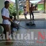 Anggota DPRD Sinjai Tangkap Ular Sanca