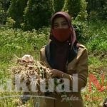 Di Kabupaten Sinjai Potensi Bawang Merah Menggiurkan