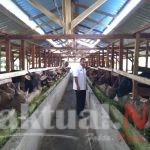 Idul Adha 2020, Stok Hewan Kurban di Konsel Masih Aman
