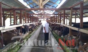Idul Adha 2020, Stok Hewan Kurban di Konsel Masih Aman
