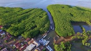 Hutan Mangrove Tongke-Tongke Jadi Tempat Penyelenggaraan BID 2019 Sinjai