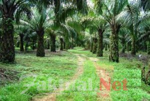 Surat Terbuka Untuk Presiden Jokowi Dari Petani Kalbar