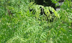 5 Manfaat Daun Kelor Bagi Kesehatan Tubuh